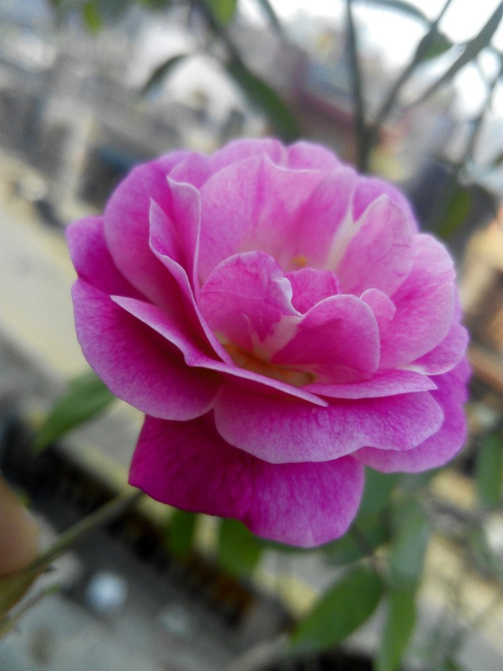 pink rose