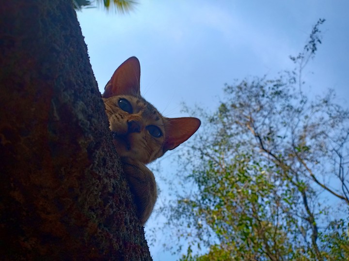 cat
