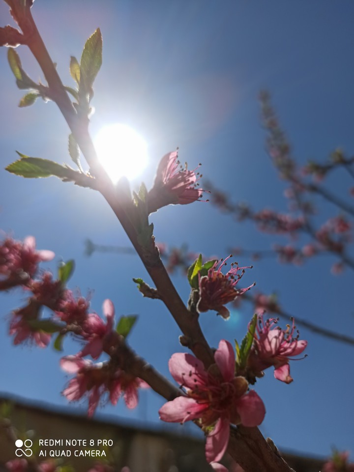 #spring