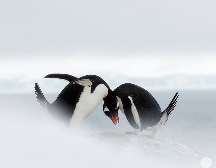 Antarctica