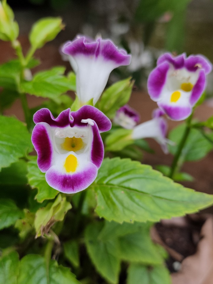 Wishbone flower