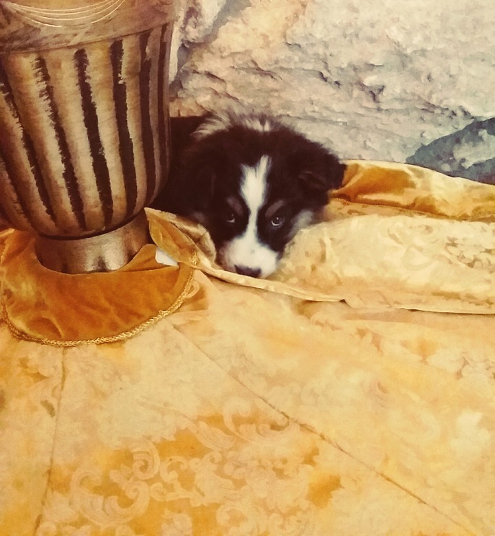 Cute Australian Shepard Pup