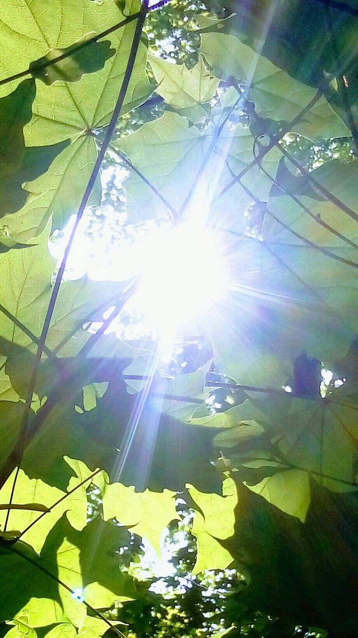 Forest Light 2