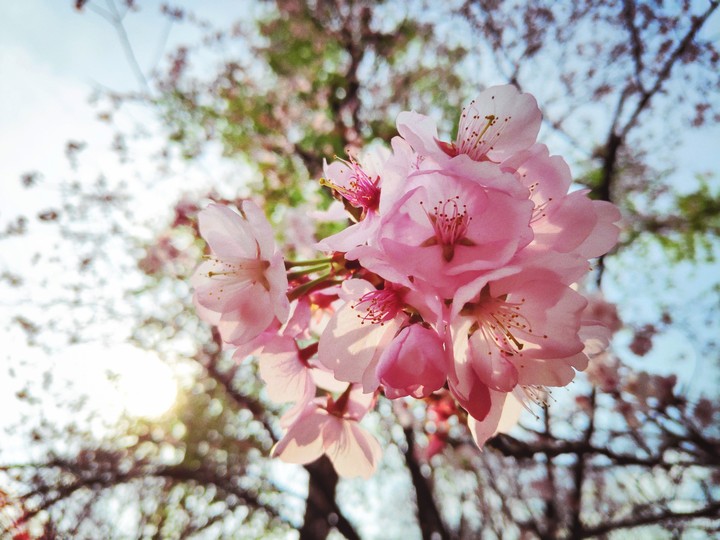 Pinky