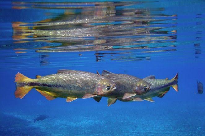 Amazon fish