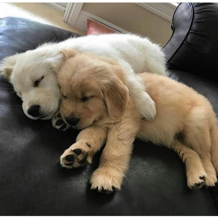brothers