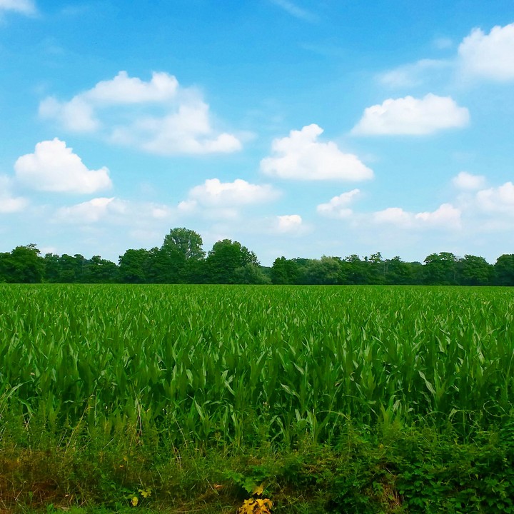 SilentFields