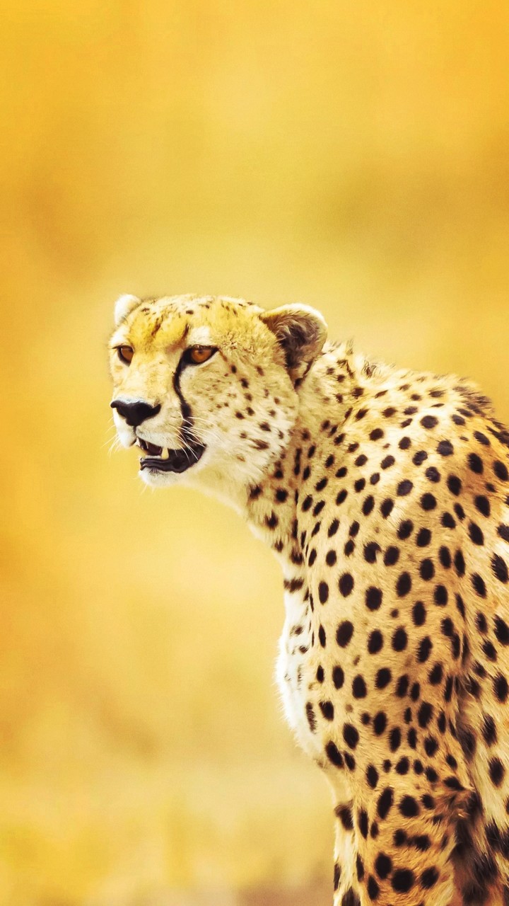 leopard