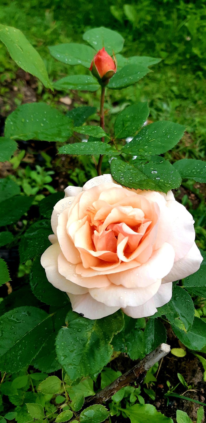 rose.....