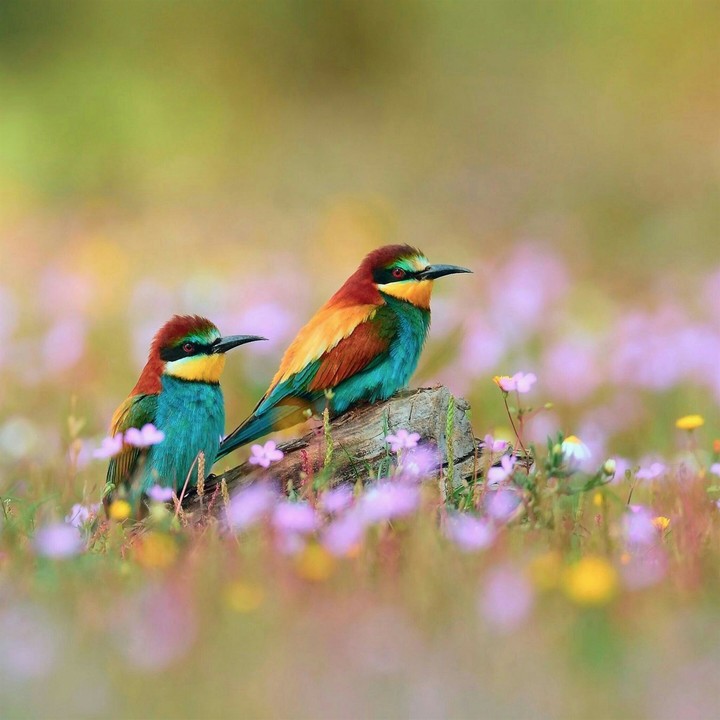 birds