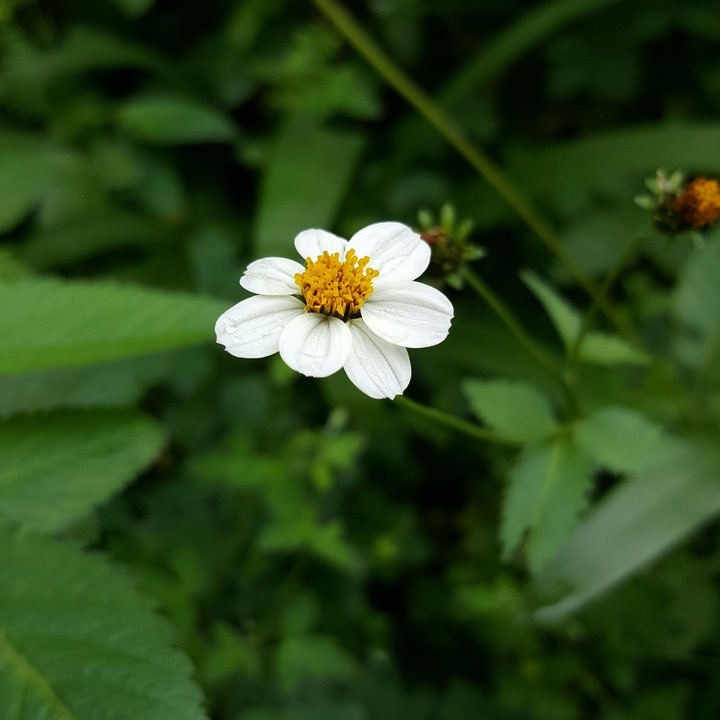 wild flower