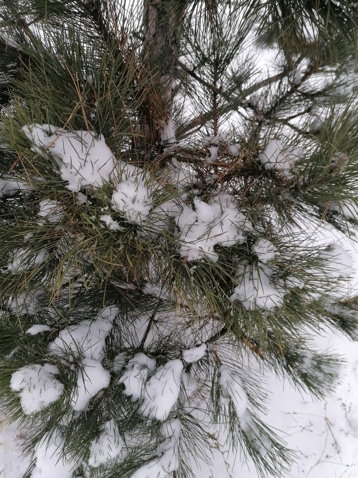 ❄️❄️❄️