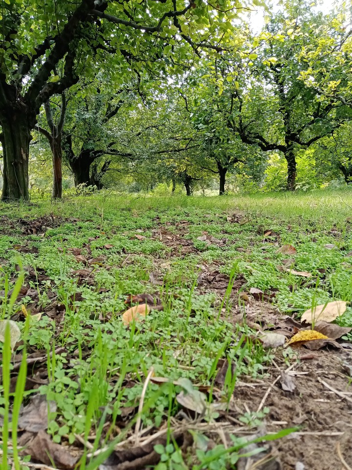 nature