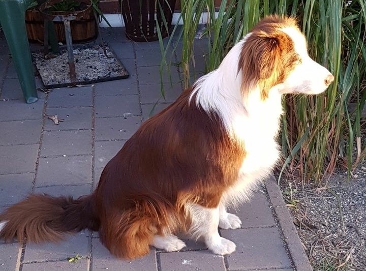 The Border Collie Because There Is No Better Dog