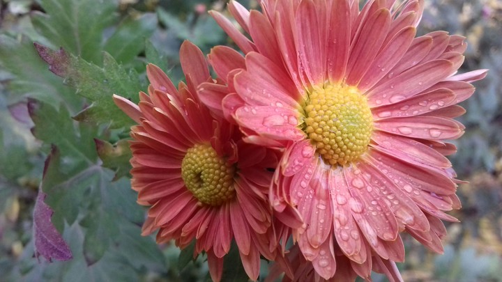 flowers