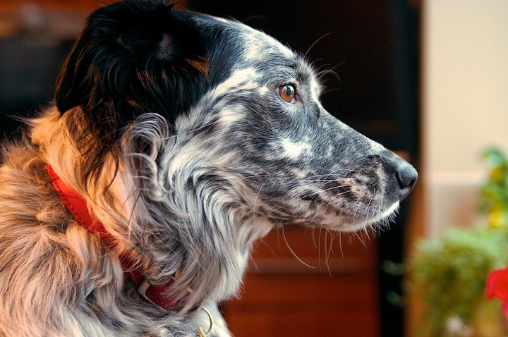If It's Not A Broder Collie iIt's Just A Dog