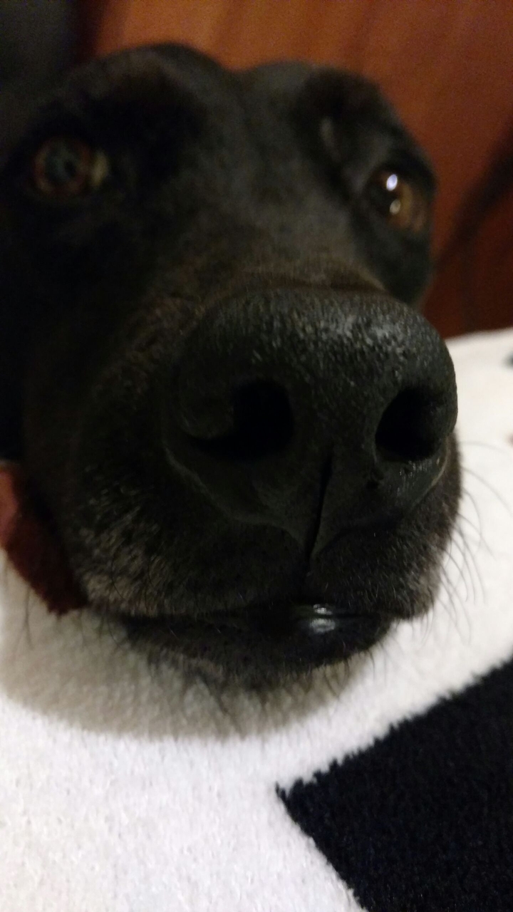 Negrita