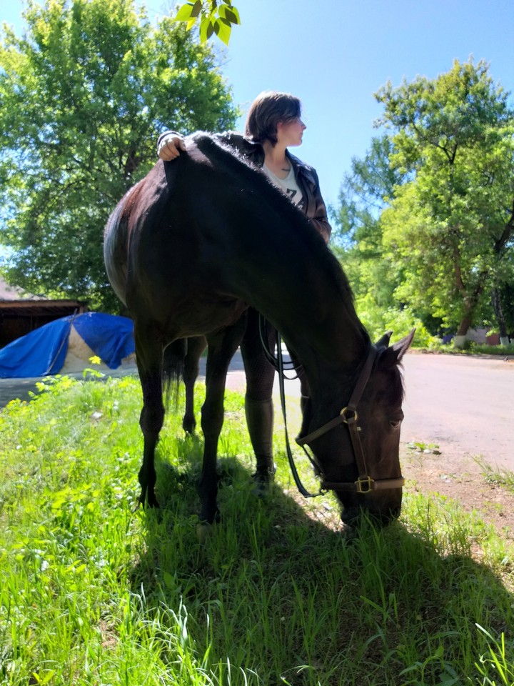 horse
