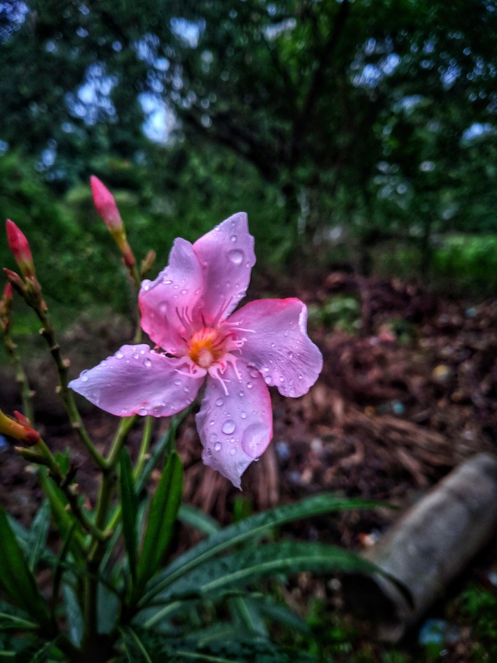Raindrops on Flower...!!