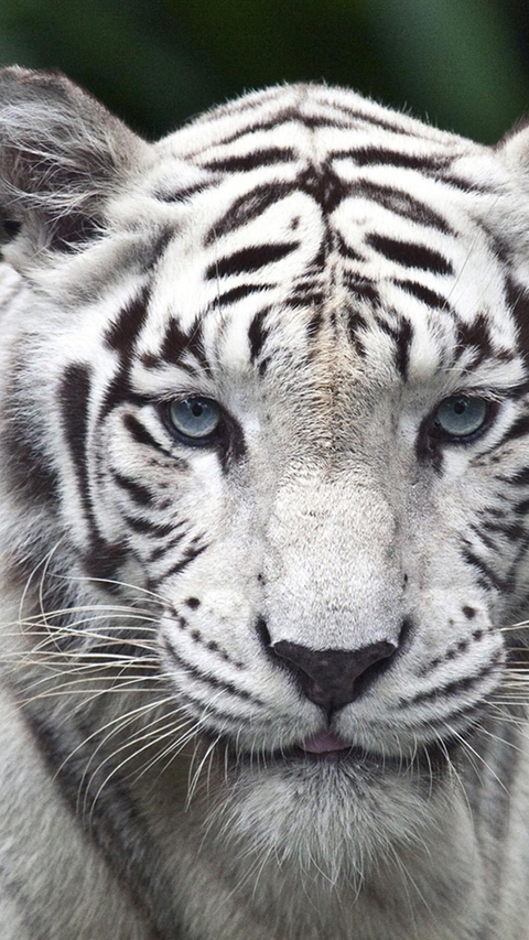 fonds d'écran felidae, tiger