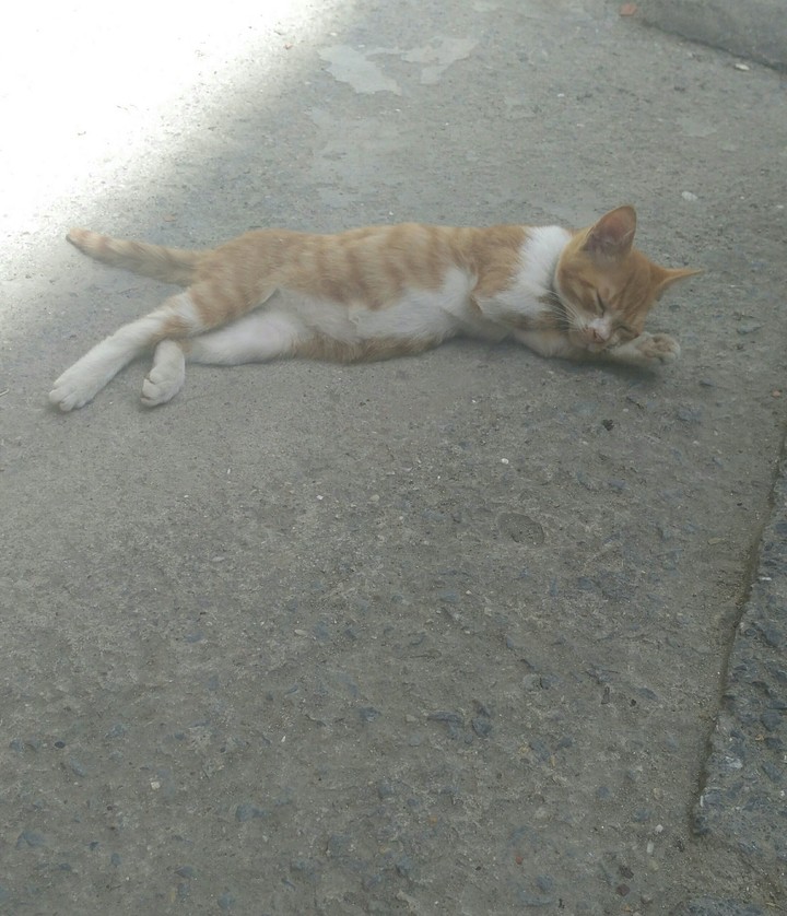 KEDİ.