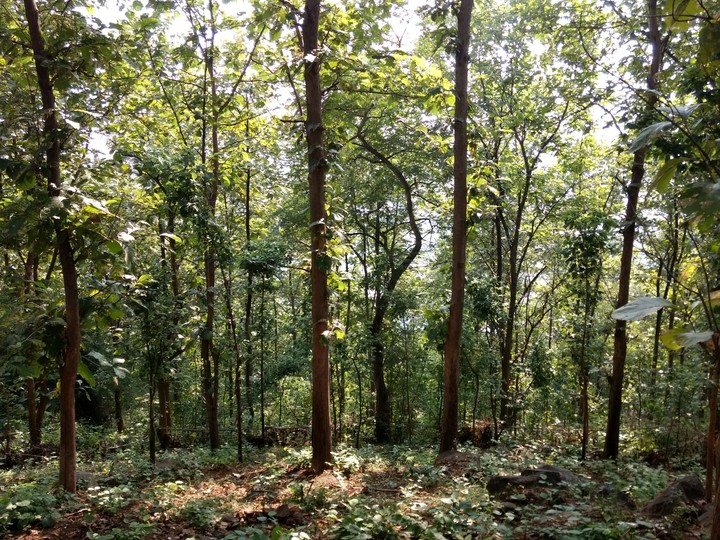 Nature