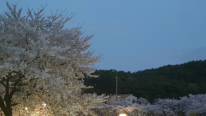 벚꽃