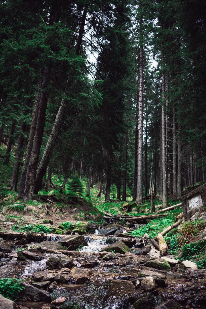 Nature