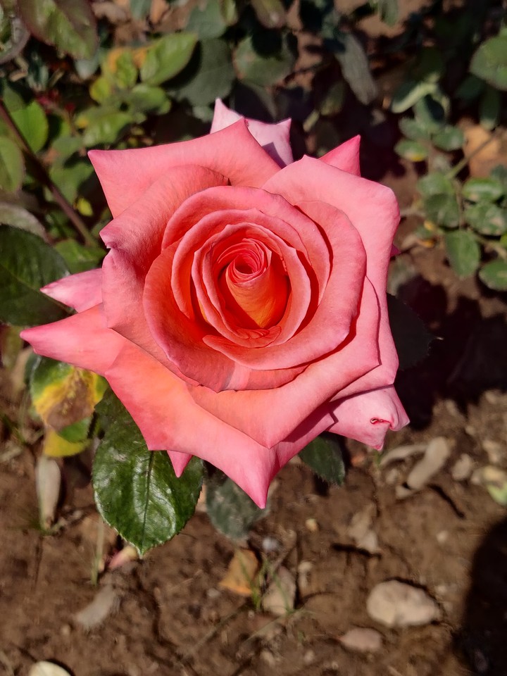 Rose Garden