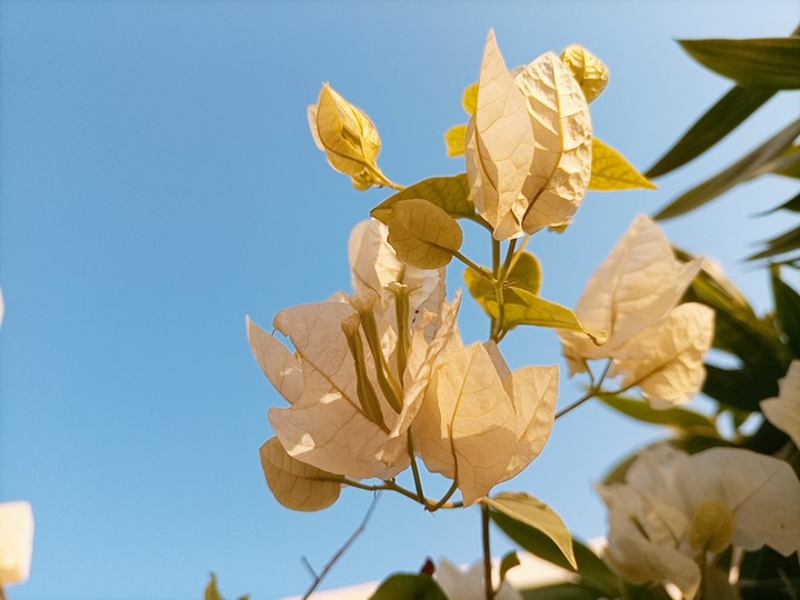 flowers under sky