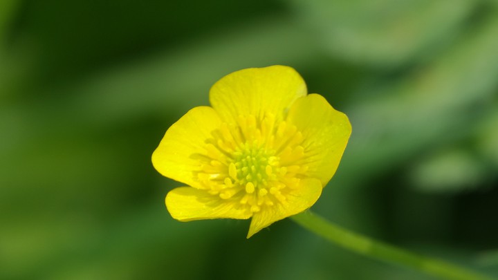 Yellow flower