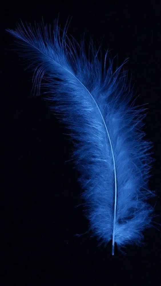 ✨