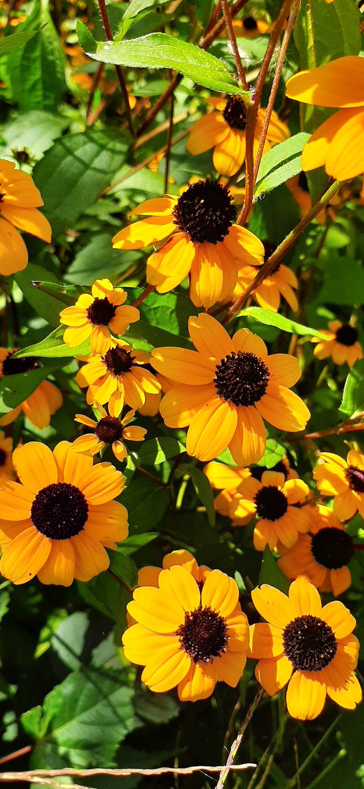 ..sunny flowers..