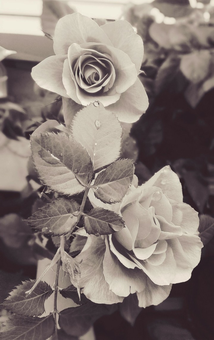 roses