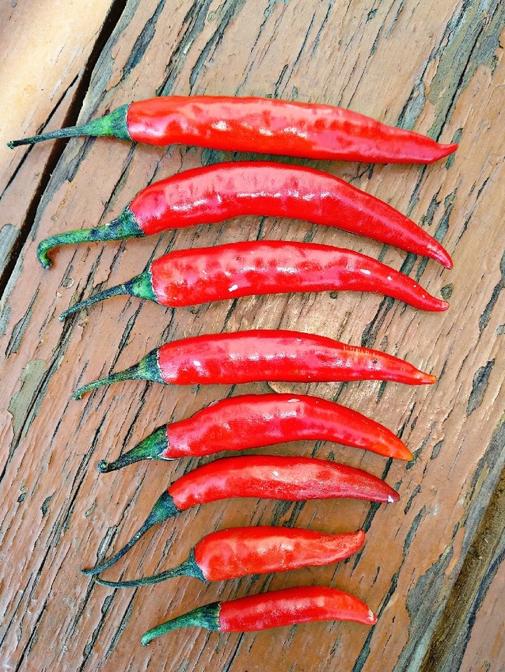 red chilli