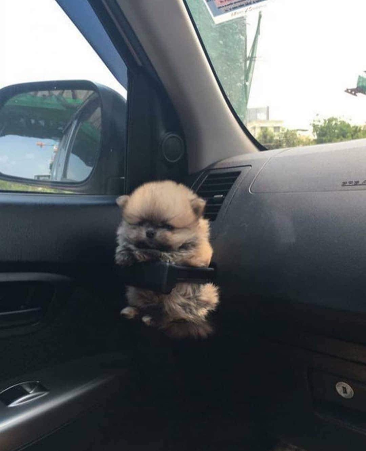 Dog?
