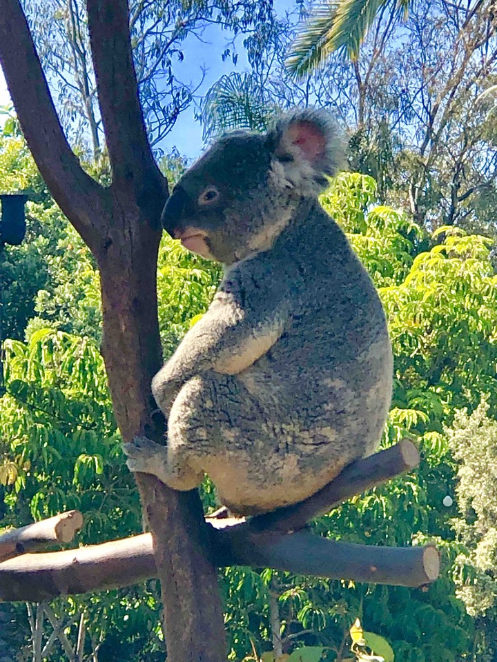 Koala 2