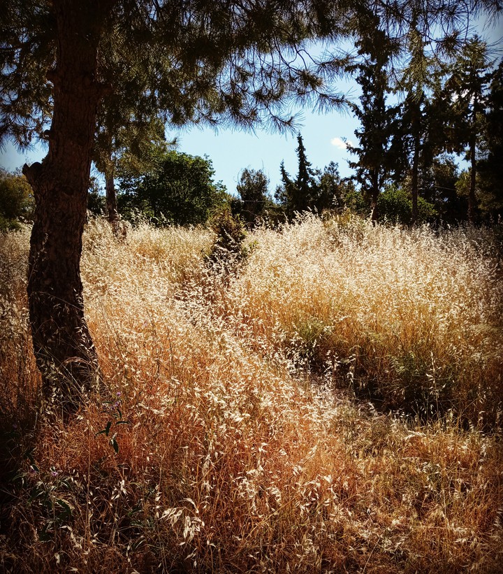 summer scene