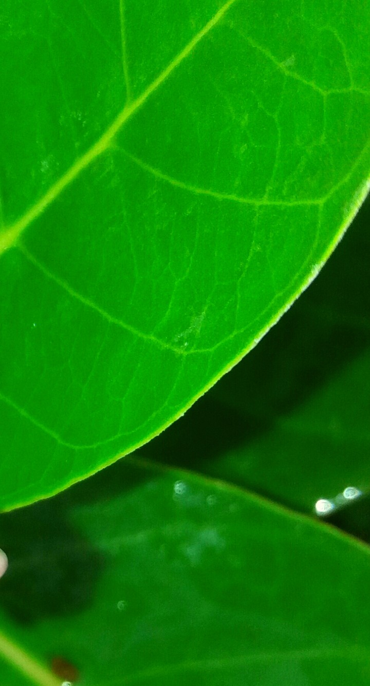 Go green