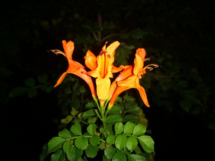 Orange Flower