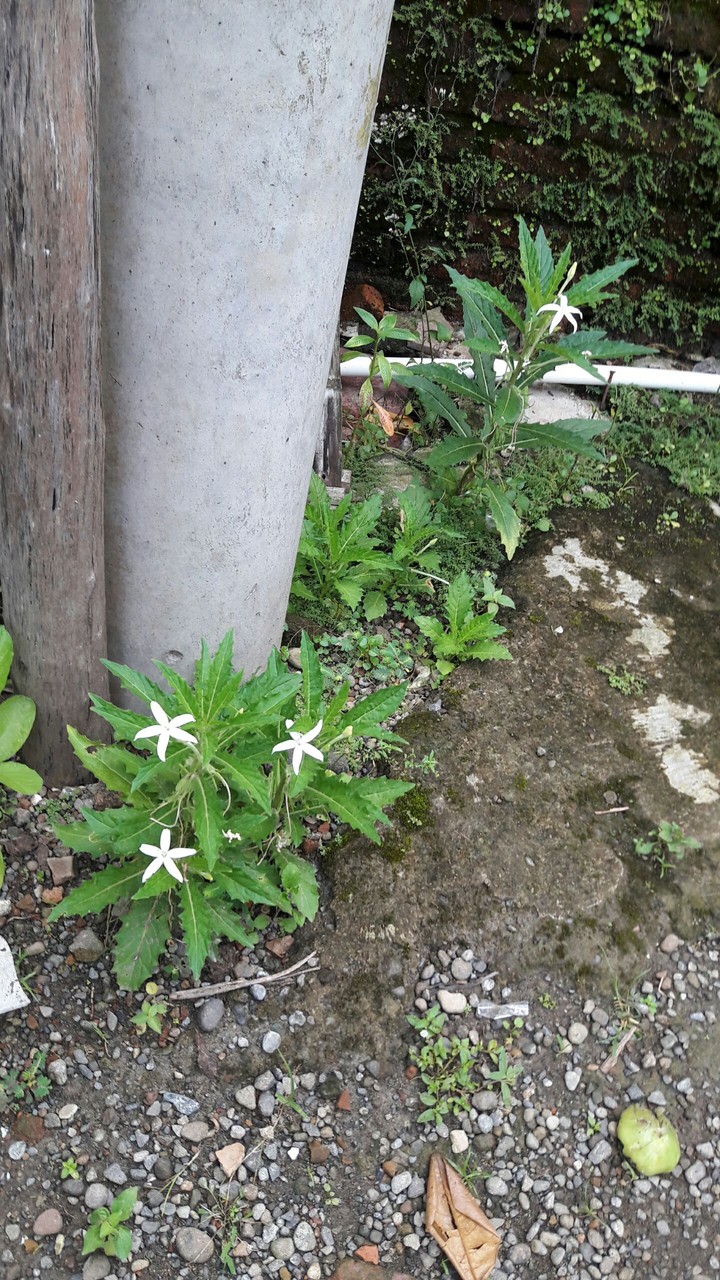 wild flower