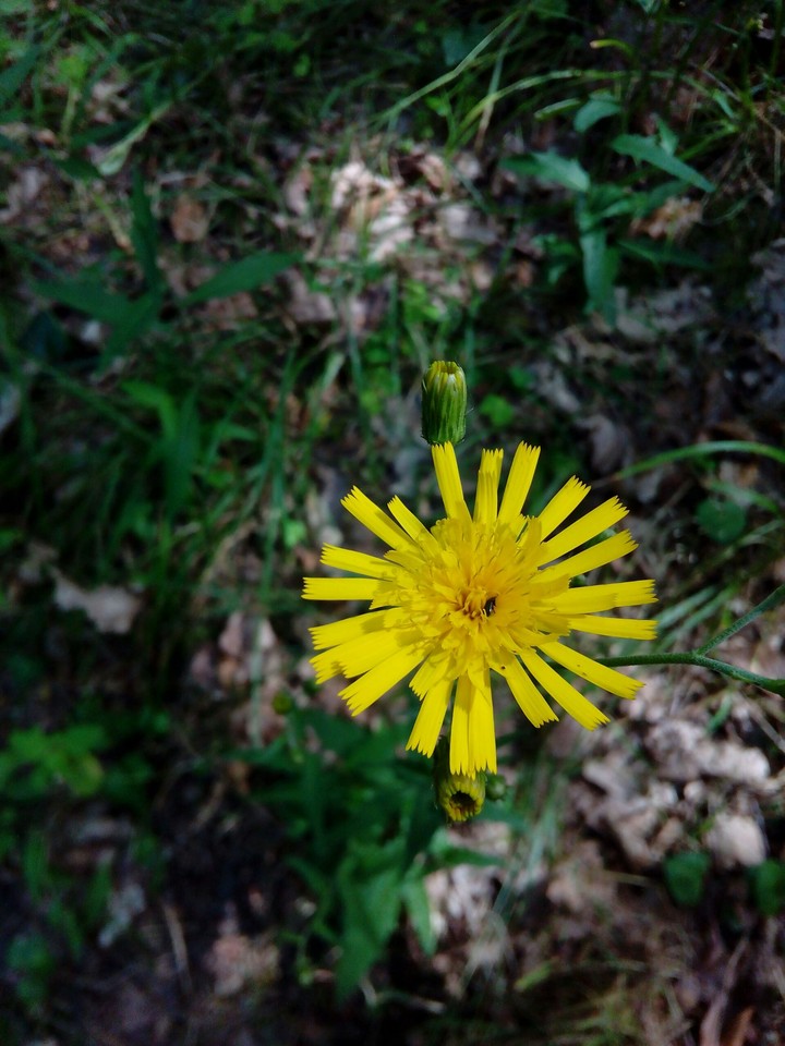 Yellow flower