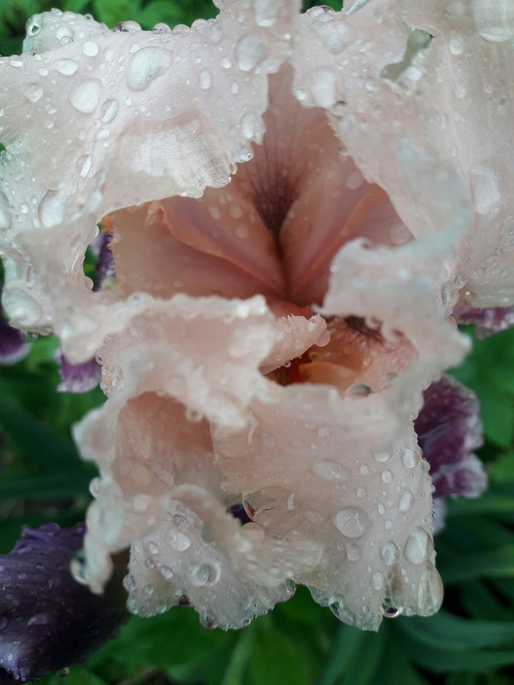 iris