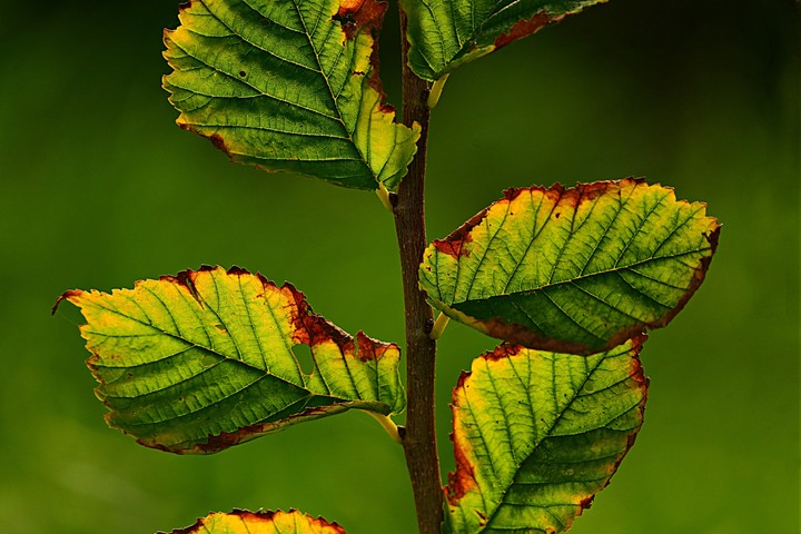 Leaf