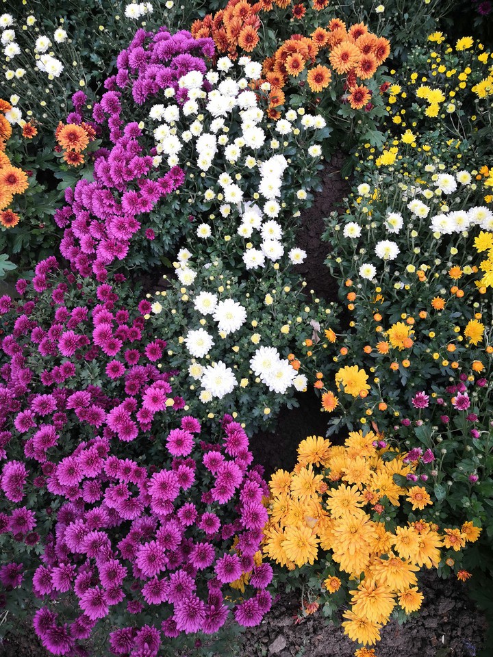 flowers