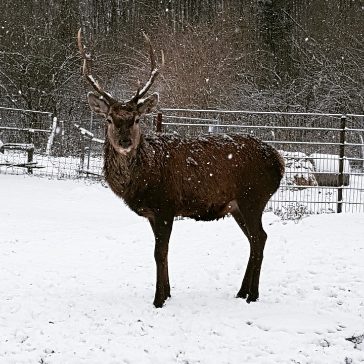 Hirsch