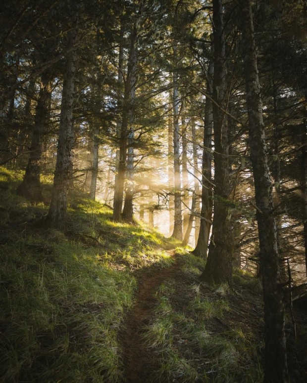 forest view
