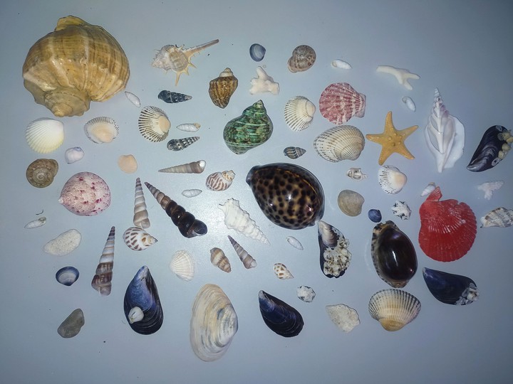 shells collection