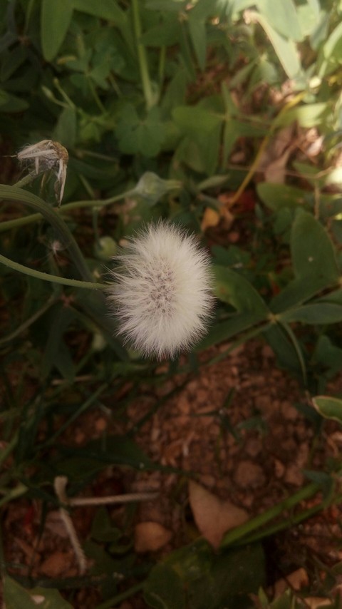 잔디, 식물 배경화면