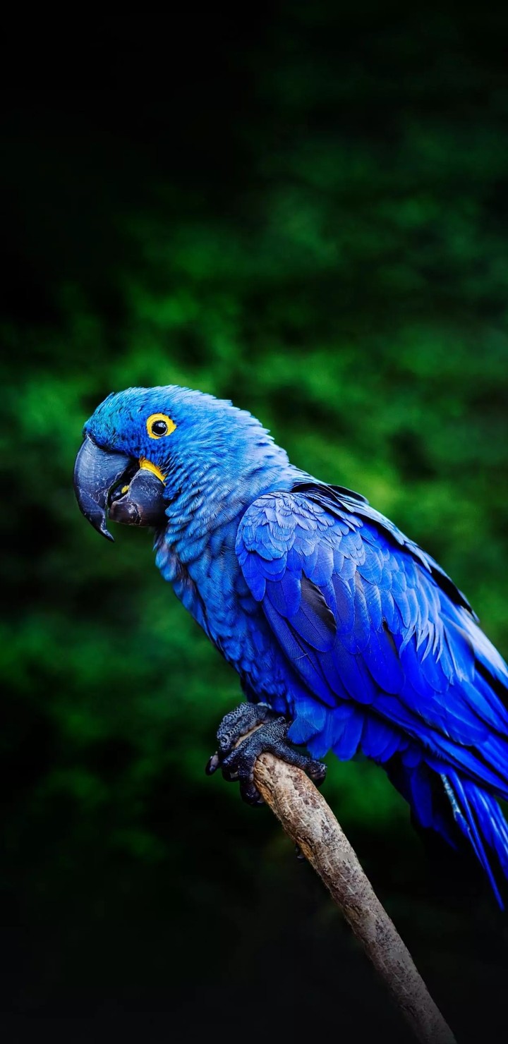 Hyacinth macaw